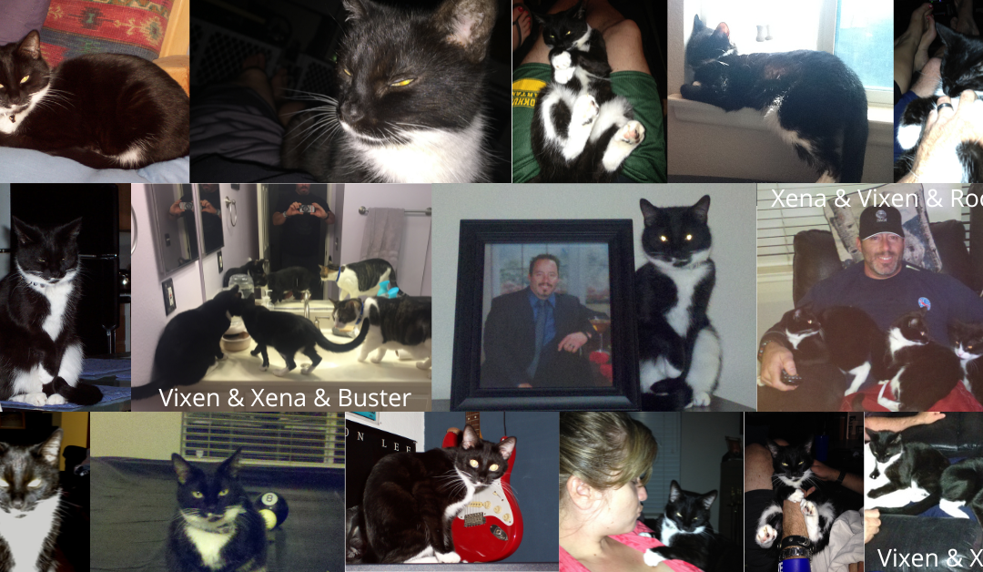 Vixen Kitty Memorial